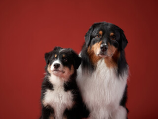family of dogs together. Puppy and adult pet. Australian Shepherds, Aussies in the studio on a red background - obrazy, fototapety, plakaty