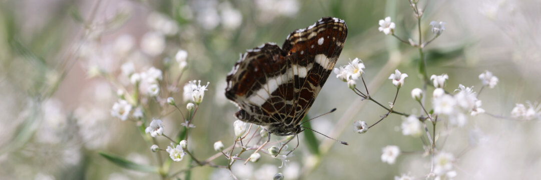 Nice butterfly on white summer flowers in field