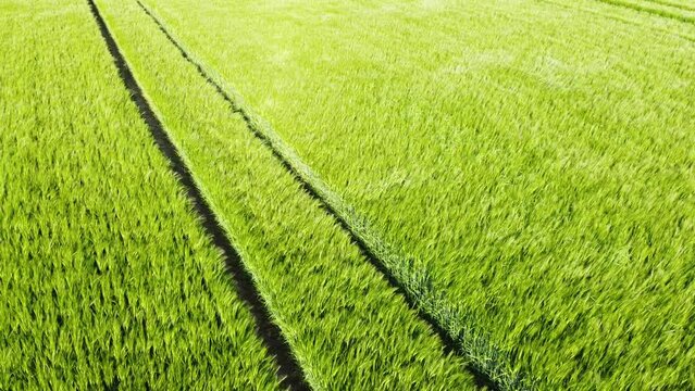 Drohne fliegt &uuml;ber gr&uuml;nes Gerstenfeld mit wellenf&ouml;rmigen Windmustern und Fahrspuren, Luftaufnahme