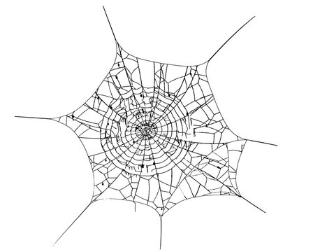 Cobweb or spider web isolated. Png transparency