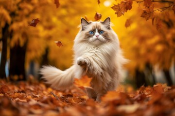 Naklejka na ściany i meble Full-length portrait photography of a funny ragdoll cat playing against an autumn foliage background. With generative AI technology