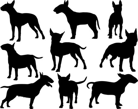 Set of Bull Terrier Dogs Silhouette