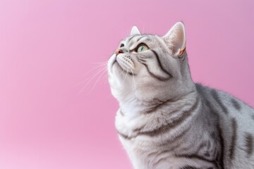 Environmental portrait photography of a funny american shorthair cat scratching against a pastel or soft colors background. With generative AI technology