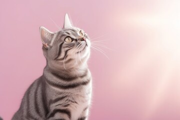 Environmental portrait photography of a happy american shorthair cat eating against a pastel or soft colors background. With generative AI technology