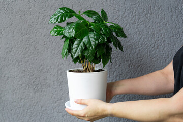 A woman holds in her hands a pot with a coffee tree grown in a home garden