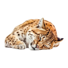 Obraz premium snow leopard cub isolated on transparent background cutout 