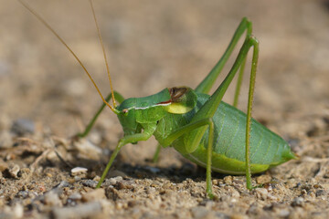 Closeup on the Pyrenean Plump Bush-Cricket , Isophya pyrenaea, sitting on the ground