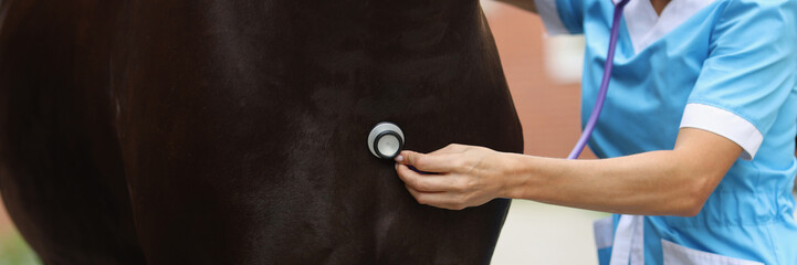 Woman veterinarian examining horse with medical stethoscope