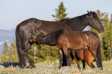 Wild Horses in Summer in the Pryor Mountains Montana