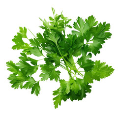 bunch of parsley isolated on transparent background cutout 