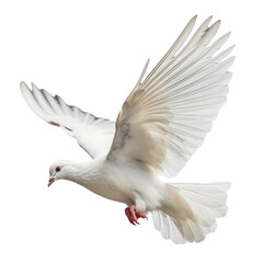 white dove flying isolated on transparent background cutout 
