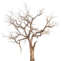 Obraz premium tree dry isolated on transparent background cutout 