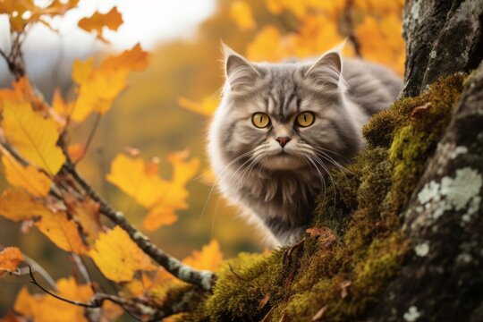 Medium shot portrait photography of a curious selkirk rex cat climbing against a rich autumn landscape. With generative AI technology