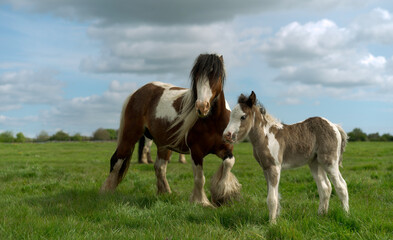 Cob mare and foal on Figham pasture. Beverley, UK. - obrazy, fototapety, plakaty