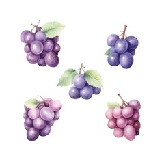 Watercolor Style Cut-off Grape Illustration