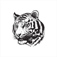 Tiger head vector illustration, engrave isolated