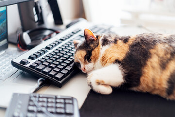 Multicolor cat sleeping on keyboard at home-based office with IT equipment. Work place with few...