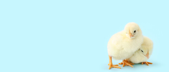 Cute little chicks on light blue background with space for text