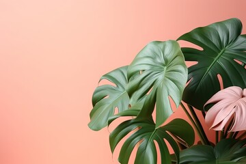Fototapeta na wymiar A plant with green leaves on a pink background. Philodendron tropical leaves on coral color background minimal summer. Created with Generative Ai Technology