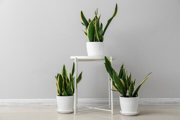 Table with snake plants near light wall