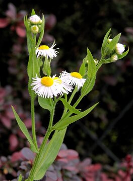 small,lila flowers of wild plant daisy fleabane - erigeron  close up