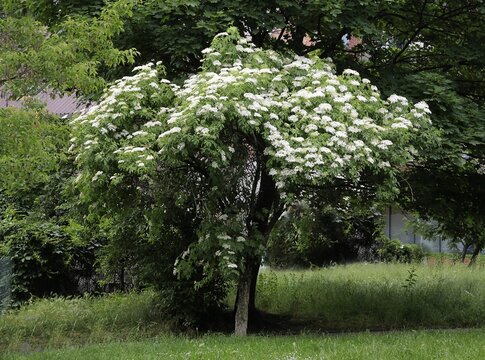 elder bush Sambucus-Nigra blooming at spring in park