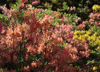 pink or ed flowers of rhododendron bush at spring in park