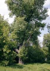 view at huge,old poplar tree in park