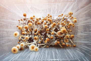 medical psychedelic psilocybin fungus mushrooms for therapy in growbox, top view