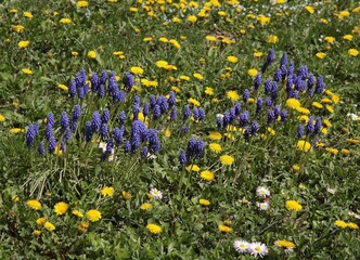 various flowers and dandelions  on meadow at spring