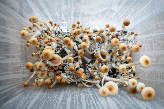 medical psychedelic psilocybin fungus mushrooms for therapy in growbox, top view