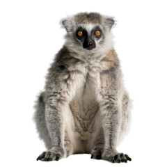 close up of a lemur isolated on transparent background cutout