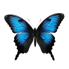 Fototapeta na wymiar blue night butterfly isolated on transparent background cutout