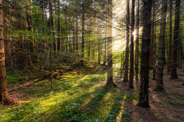 Sonnenstrahlen die durch den Wald brechen
