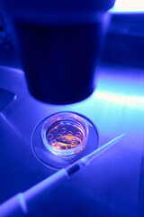 Laboratory worker examining under microscope stem cells in petri dish