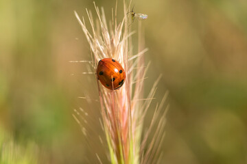Extreme macro shots, Beautiful ladybug on on a spike with natural background.