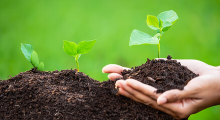woman planting a branch on the ground with defocused background