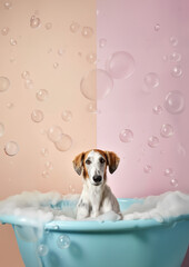 Cute Borzoi dog in a small bathtub with soap foam and bubbles, cute pastel colors.