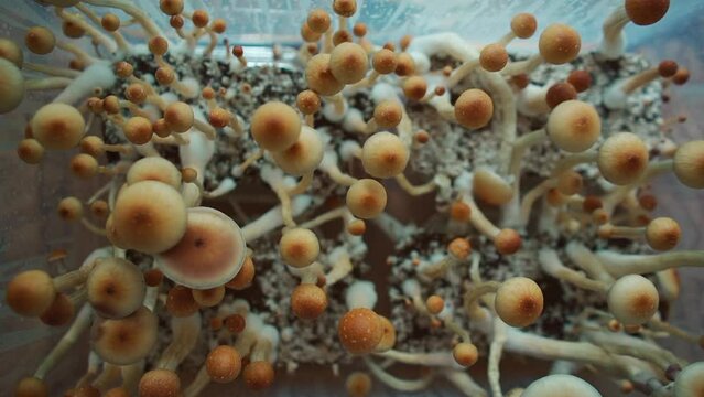 medical psychedelic psilocybin fungus mushrooms for therapy in growbox, top view