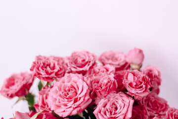 Small pink bush roses on a white background with a place for text