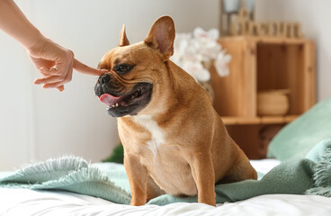 Cute French bulldog with owner in bedroom