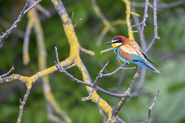 European Bee-eaters: Vivid Colors and Captivating Details in the Abruzzo Hinterland.