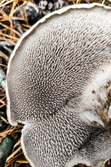 Sarcodon Imbricatus mushroom close-up.