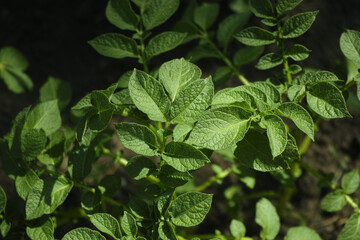 A close up shot of potato plant leaves