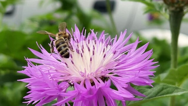 A bee collects pollen from a purple flower. Close-up