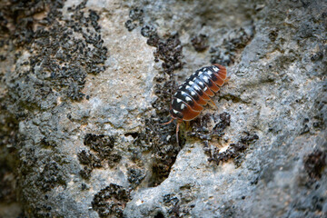 Armadillidium klugii, rare Balkan, Dalmatia-based species of woodlouse,