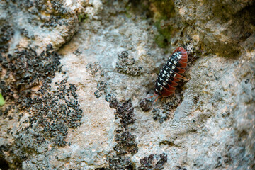 Armadillidium klugii, rare Balkan, Dalmatia-based species of woodlouse,