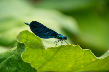 Beautiful demoiselle mating