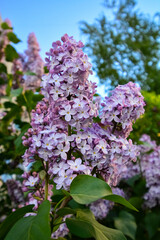 Syringa (lilacs) fllowers blooming in spring on a bright day framed with green leaves