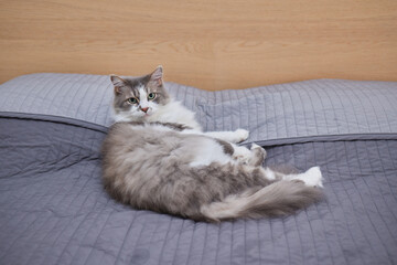 a kitten lies on a sofa on his back and looks at the camera.